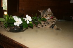 �����Ȃ��̉Ԃ�