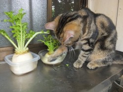 ����[�����ł��B