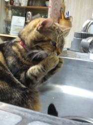 �����Ȃ��̉Ԃ�